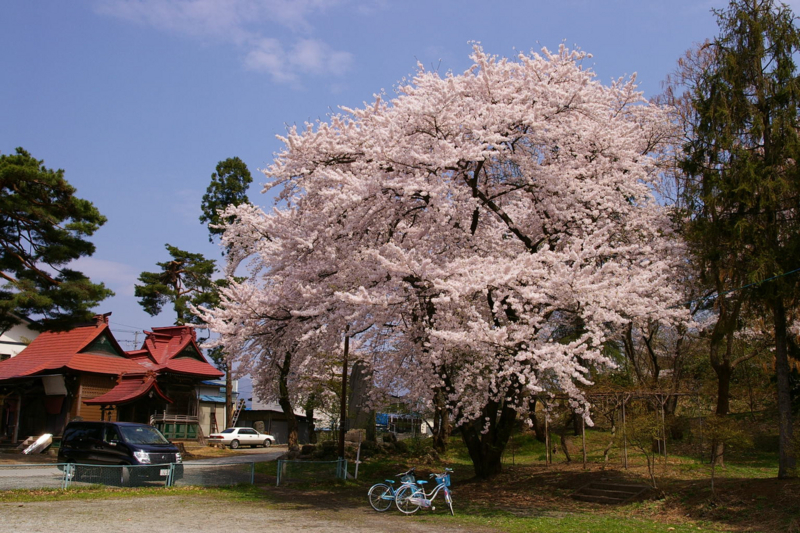 花咲く若木山公園