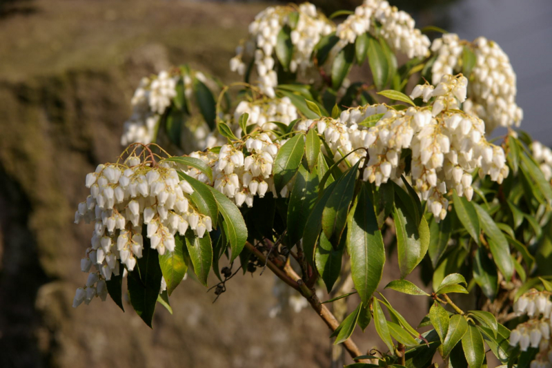 Imgp65290419 馬酔木の花