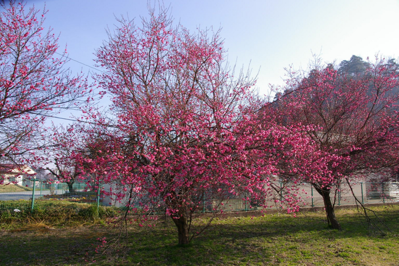 Imgp64560414 紅梅