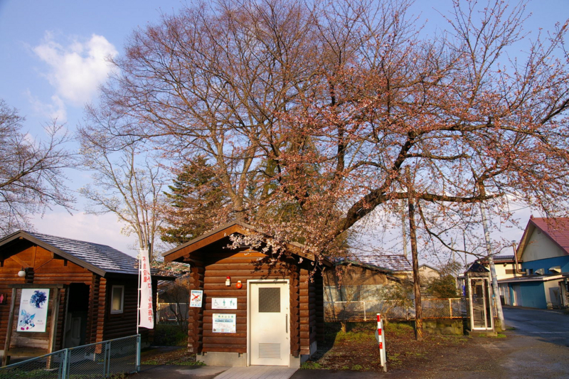 若木山公園の桜　開花しました！