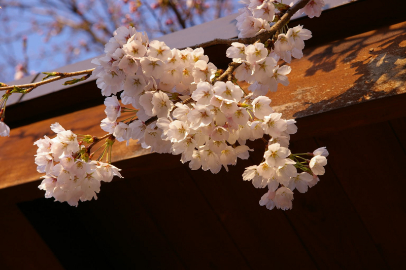 I若木山公園の桜　開花しました！