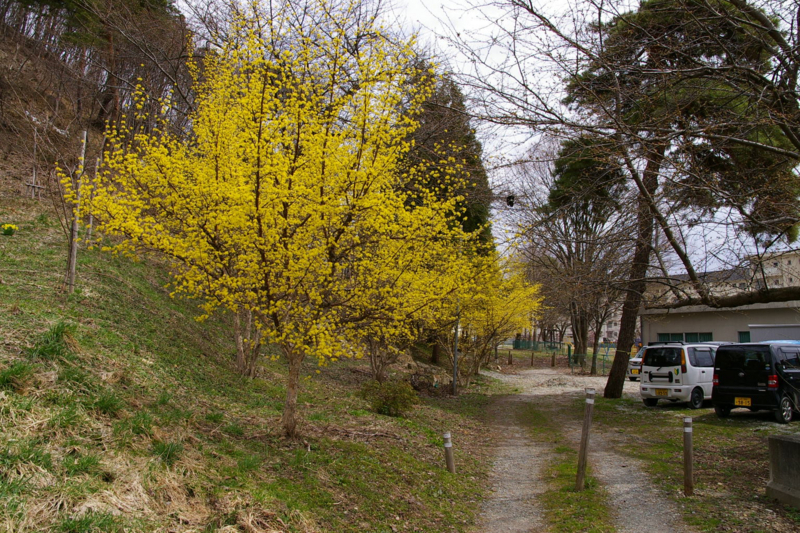 Imgp64830416 山茱萸