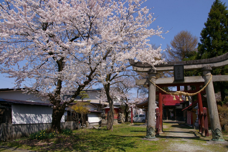 若木神社　桜が満開