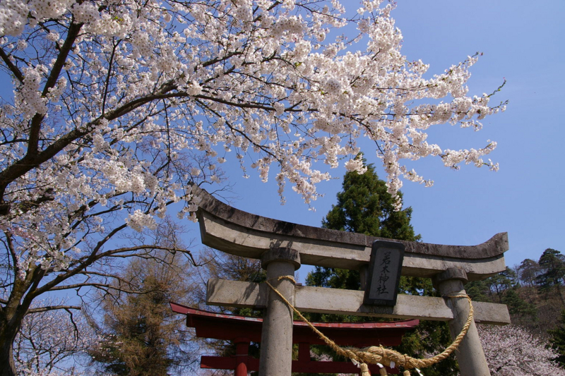 若木神社　桜が満開