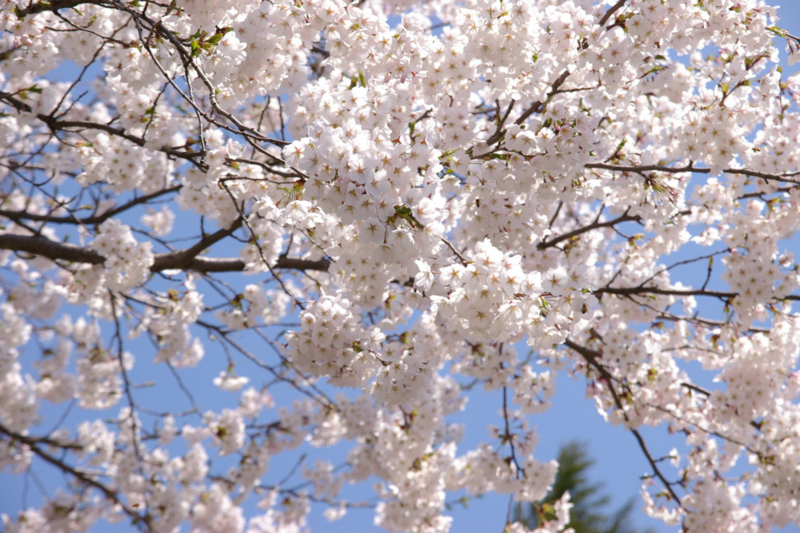 若木神社　桜が満開