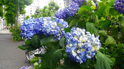 Imgp55770601 虎ノ門の紫陽花