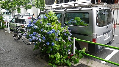 Imgp55750601 紫陽花