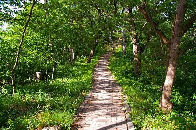 若木山山頂へ登る道