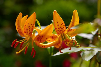 百合のオレンジ色の花