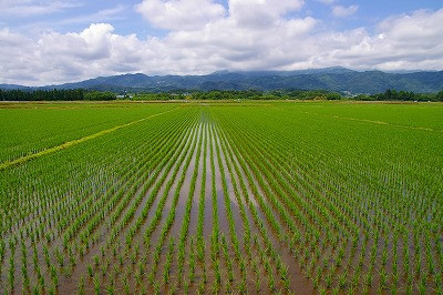 葉山と青々した田んぼ