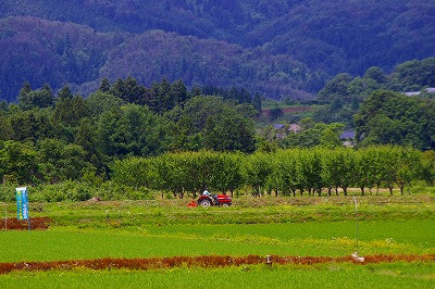 葉山の麓で農作業