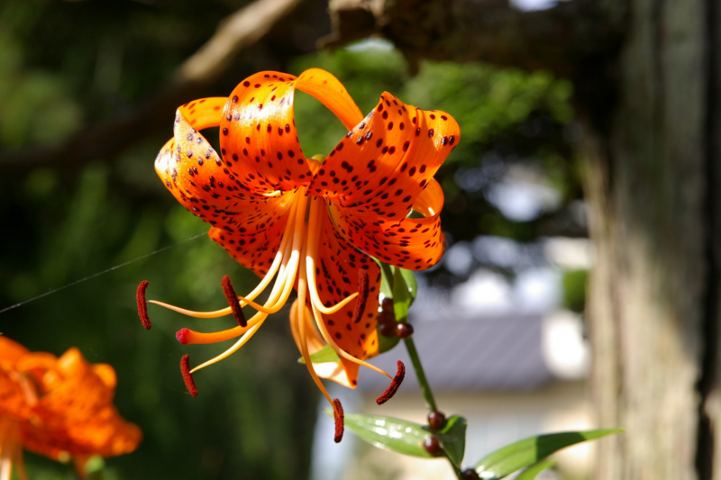 妻の実家では百合の花が綺麗でした