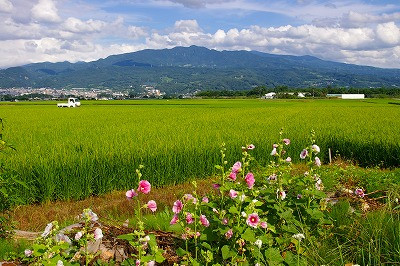 立葵から蔵王眺め