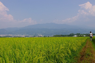 田んぼの稲の花