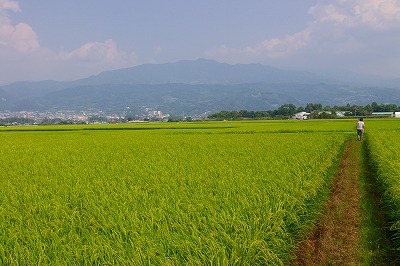 田んぼの稲の花