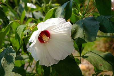 芙蓉の花、綺麗です。