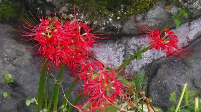 Imgp61900915 彼岸花