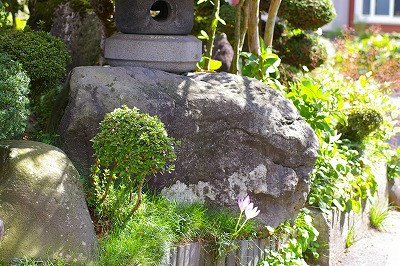 Imgp77960927_2 今年もコルチカムが咲きました