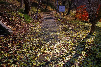 若木山はすっかり枯葉散る秋の季節