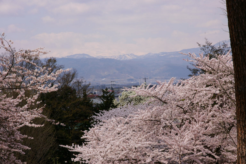 若木山より満開の桜をバックに月山を撮影