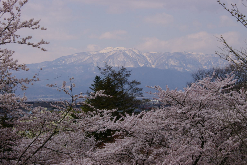 満開の桜と葉山