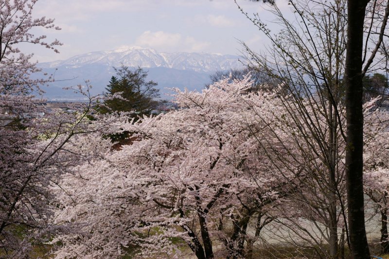 葉山と桜