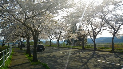 むつ市の国道　桜満開