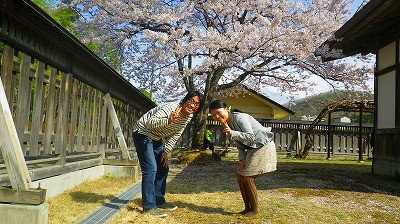 桜が綺麗で満開