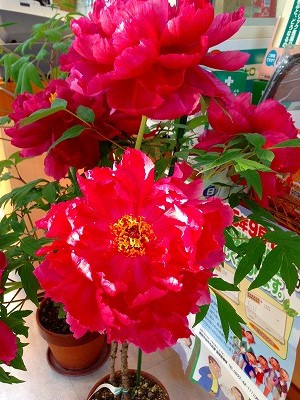 Img_05930515 Img_05930515