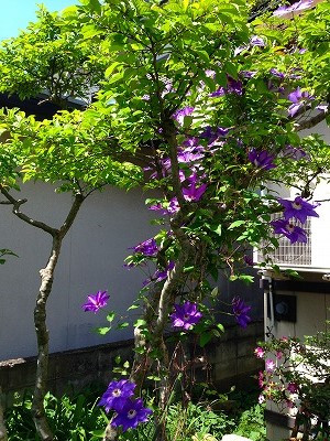 Img_07790528 ライラック