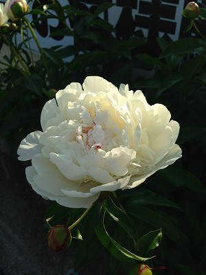Img_0788140530 Img_0788140530