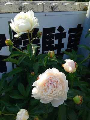 Img_0789140530 Img_0789140530