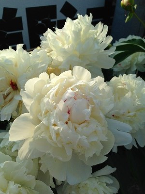 Img_08870604 芍薬の花に顔をつけると冷んやりしますし、とても肌触りがいいのです。