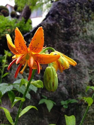 我が家の庭の百合の花が咲き始めました。