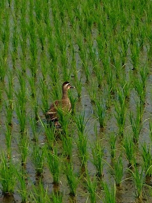 水鳥です