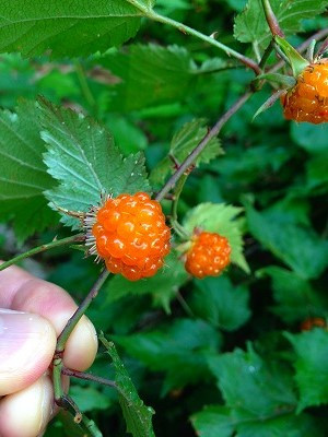 Img_10860617 Img_10860617