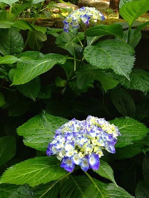 Img_11180620 紫陽花