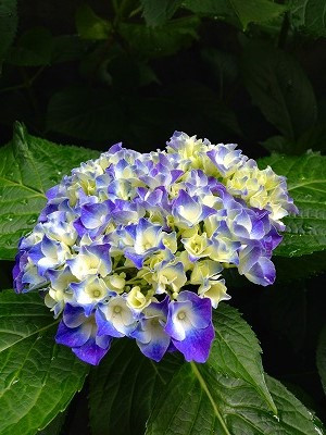 Img_11190620 紫陽花