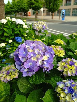 Img_11250621 Img_11250621
