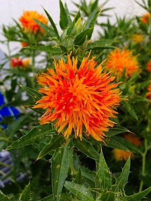 Img_12530704 紅花