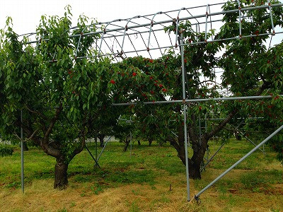 これが雨除けのテントが張ってあるサクランボの木です。