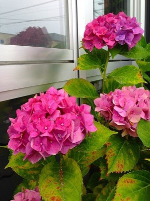 Img_13620713 山形市内はあちこちで紫陽花が綺麗に咲いていました。