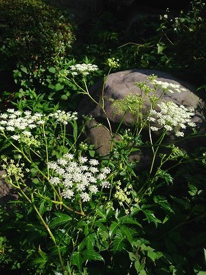 Img_13770714 婦人の聖薬とよばれる婦人科の漢方、当帰の花です。
