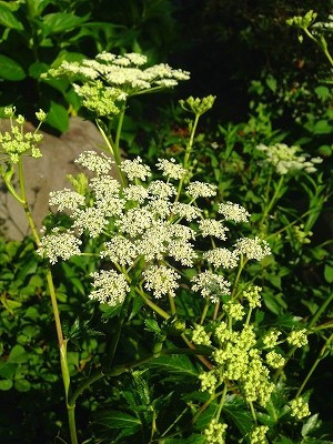 当帰の花、うーんいい香り