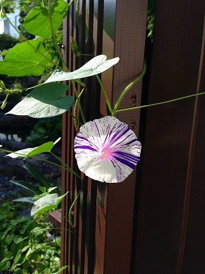 Img_14620723 我が家の庭 門番の朝顔