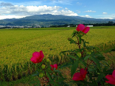 紅い芙蓉の花と遠景は蔵王です。