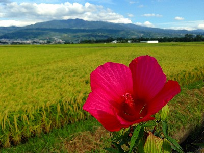 紅い芙蓉の花と遠景は蔵王です。