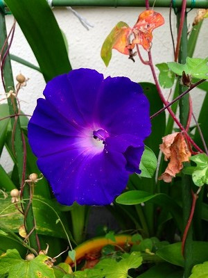 Img_19240905 Img_19240905