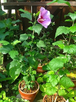 Img_19510908 Img_19510908