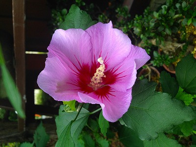 Img_19520908 宗旦の花